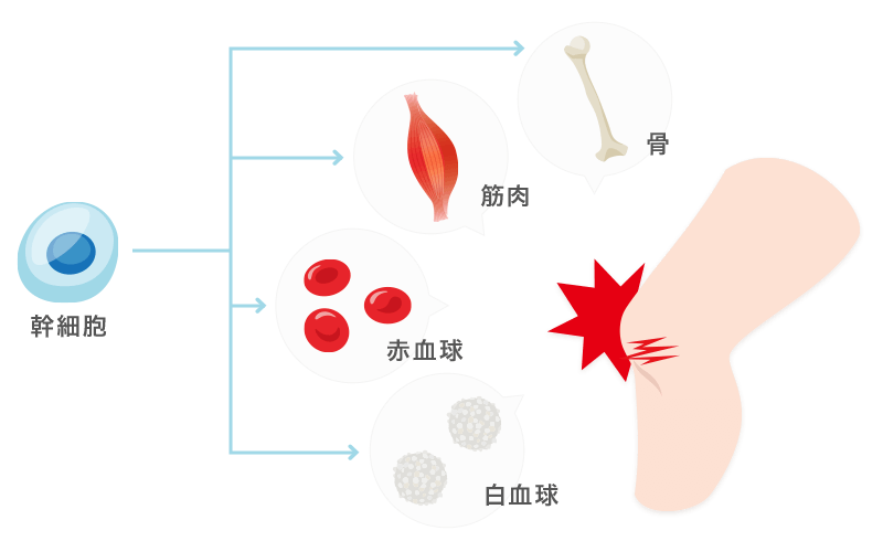 幹細胞とは？