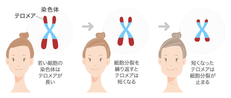 細胞分裂とテロメアについて