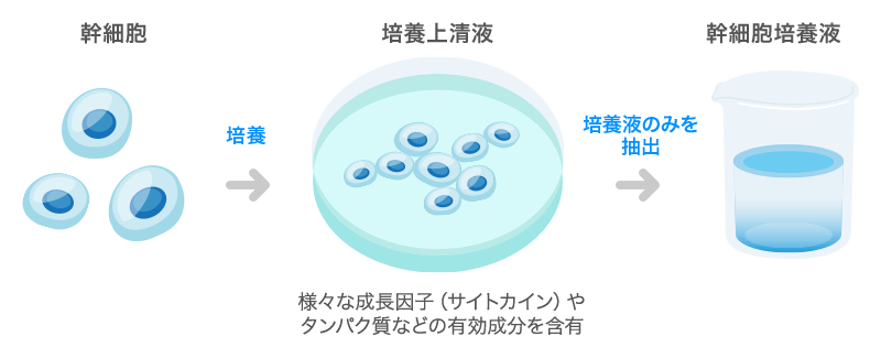 化粧品の幹細胞培養液