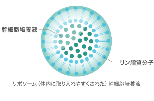 リポソームされたヒト幹細胞培養液