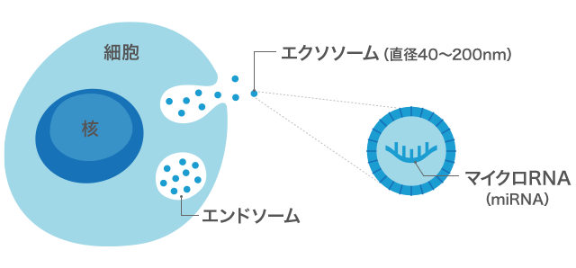 エクソソームと核酸